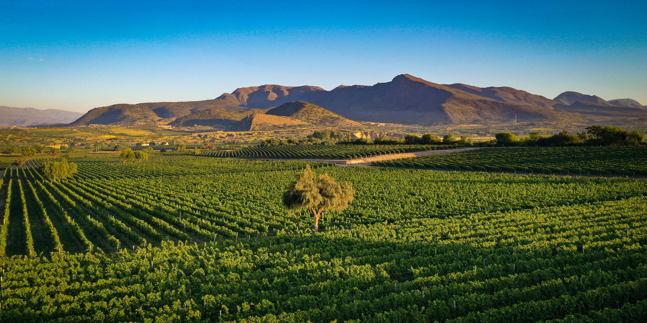 Aranjuez vineyards, Tarija, Bolivia